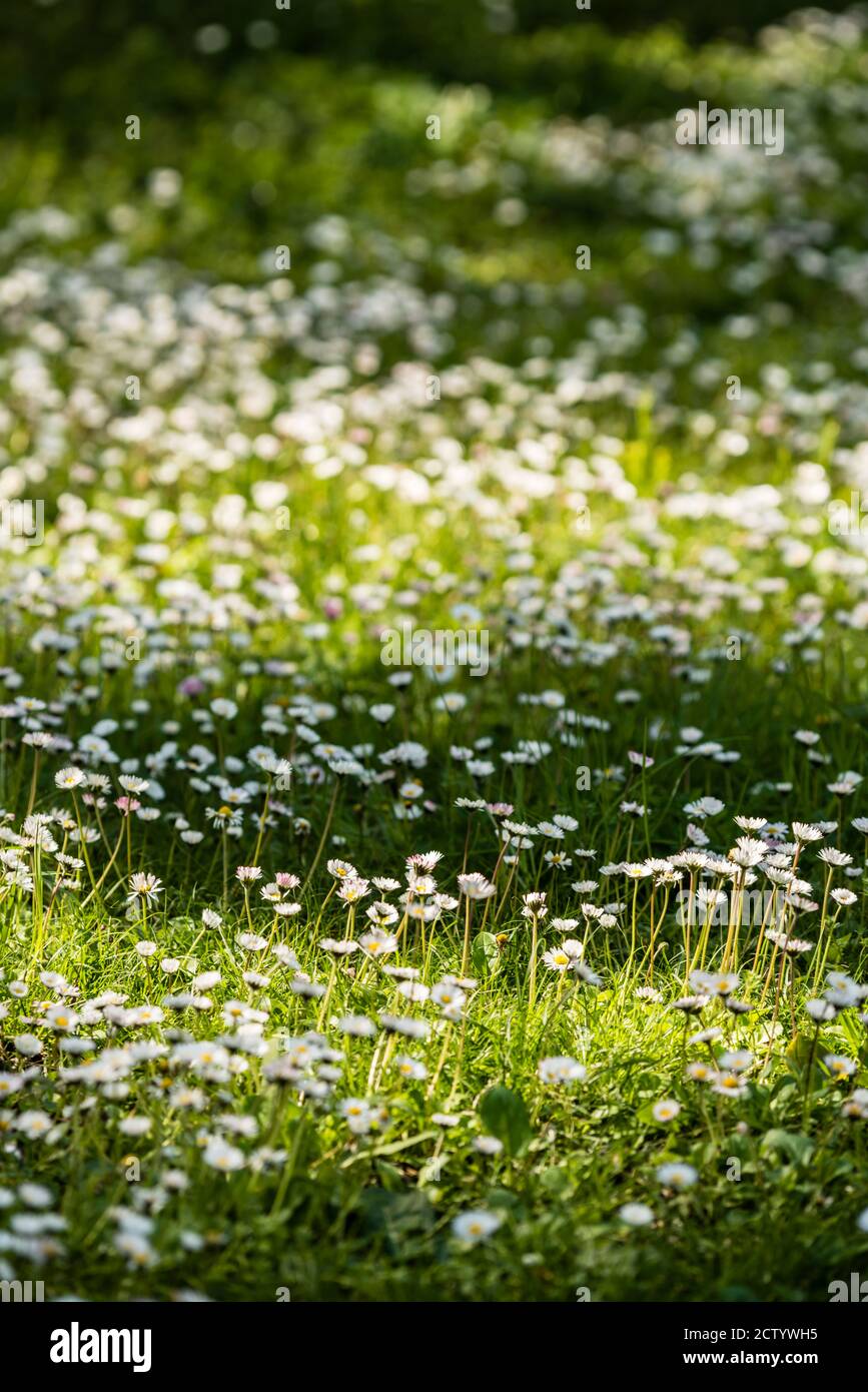 Green grass with yellow dandelion and white daisy flowers in full ...
