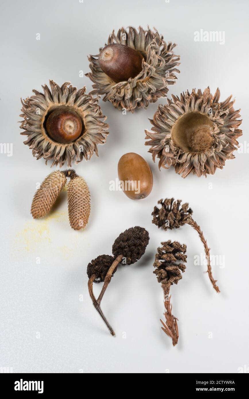 Types Of Tree Seeds