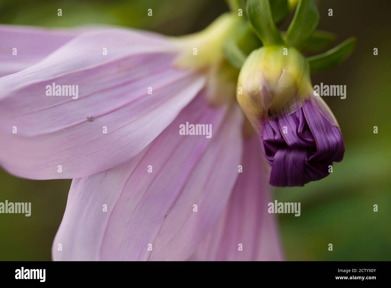 Winter flowers of Dahlia imperialis, bell tree dahlia, 8-10 metre tall bush native to Mexico, Central America and Colombia. Stock Photo