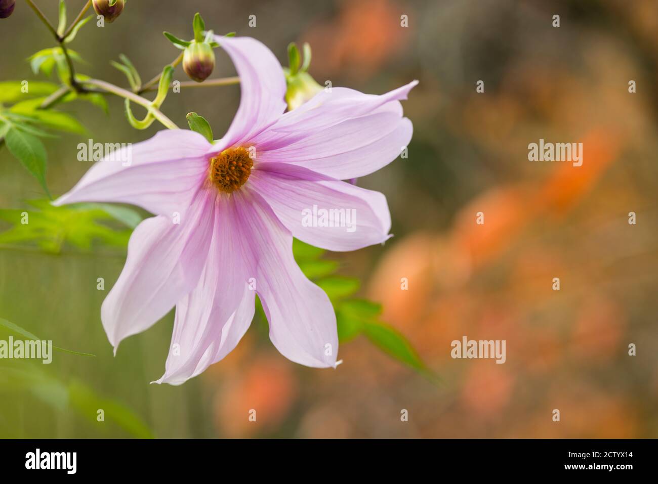 Winter flowers of Dahlia imperialis, bell tree dahlia, 8-10 metre tall bush native to Mexico, Central America and Colombia. Stock Photo