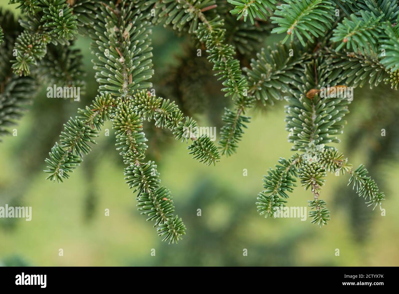 Norway Spruce Tree Detail Of Leaves Stock Photo Alamy