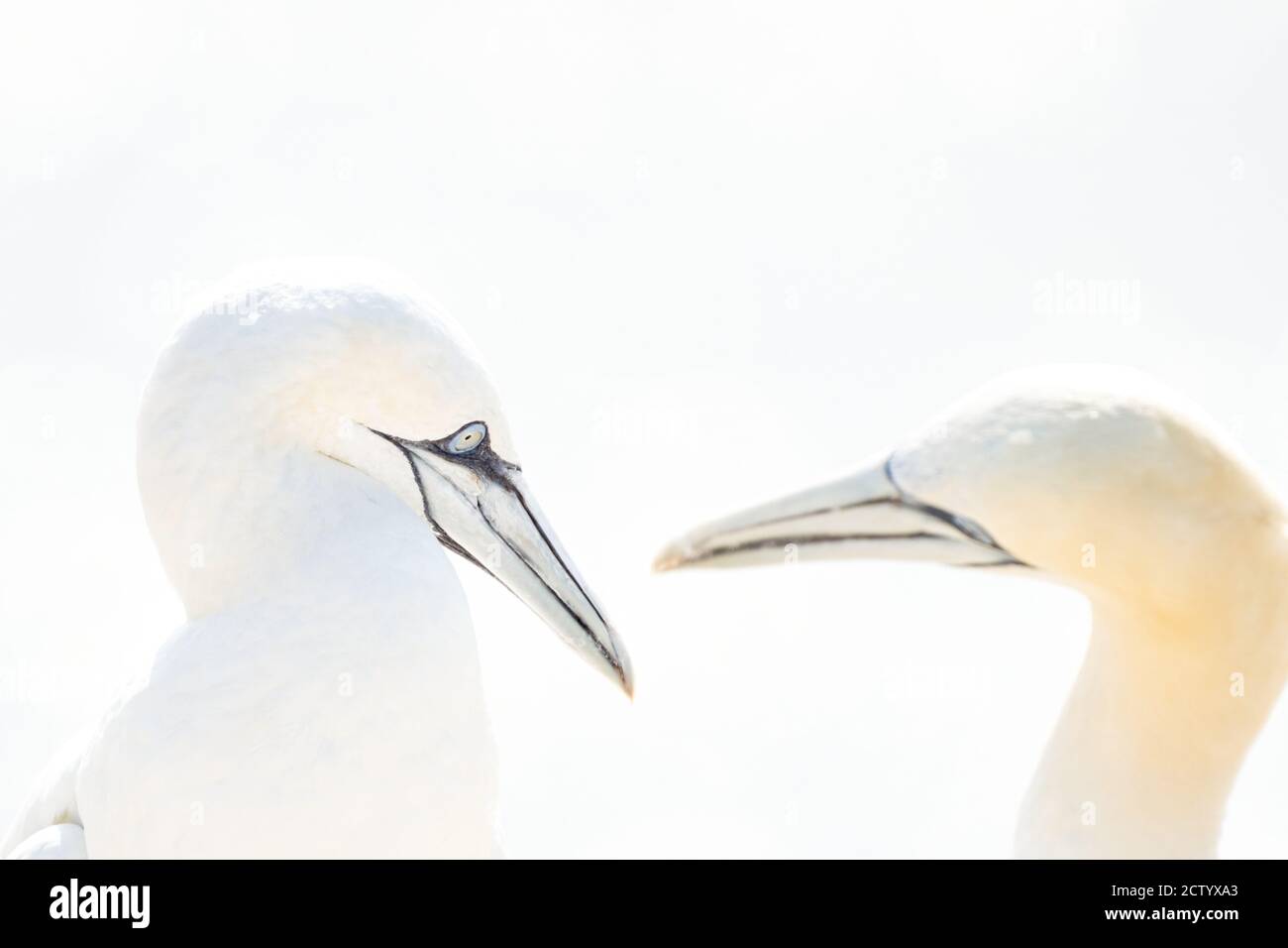 Portrait of pair of Northern Gannet, Sula bassana, Two birds love in soft light, animal love behaviour. Soft light in high-key Stock Photo