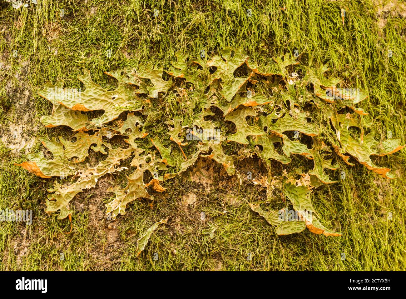 Lobaria pulmonaria, large epiphytic lichen, symbiosis among ascomycete fungus, a green algal partner and a cyanobacterium. Tree lungwort, lung moss, s Stock Photo