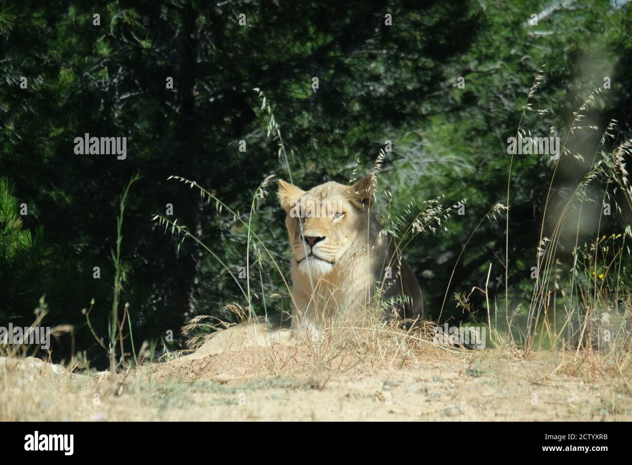 Lion in the Réserve de Africaine de Sigean, an animal park in southern France Stock Photo