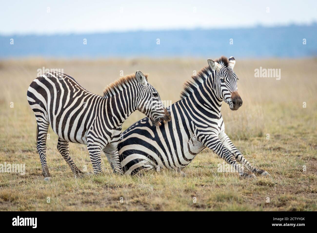 Two zebras play fighting in Amboseli National Park in Kenya Stock Photo