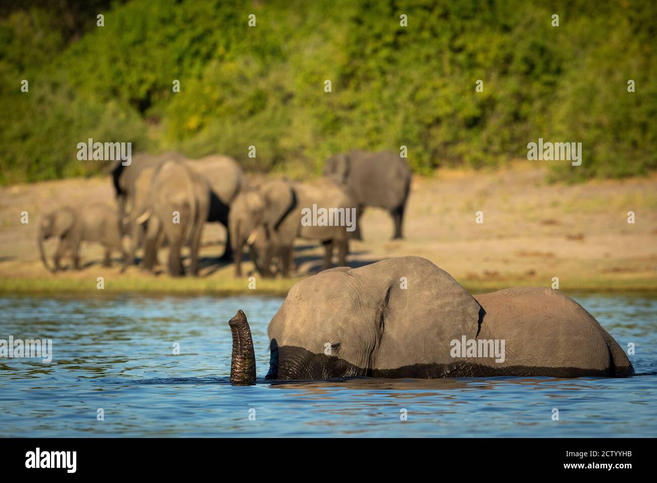 Elephant swimming with the rest of the herd walking along the river in Chobe in Botswana Stock Photo