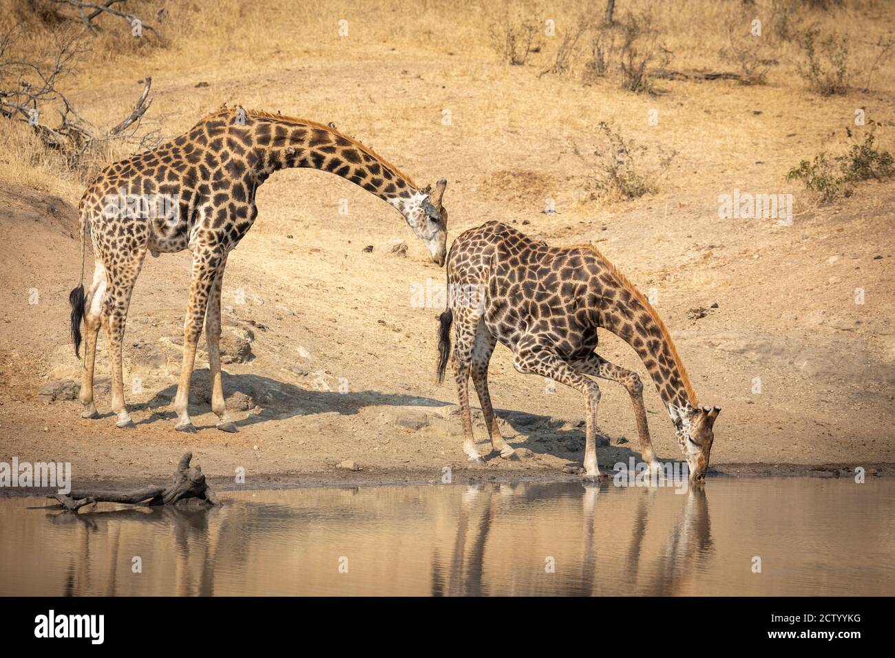 Two male giraffe drinking water in Kruger Park in South Africa Stock