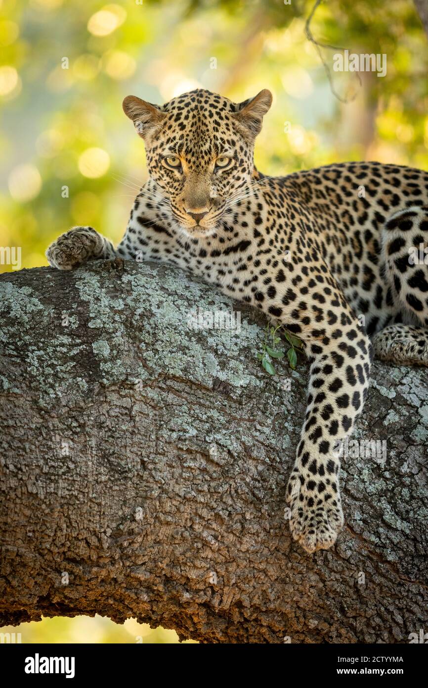 Vertical portrait of a leopard lying in tree in Kruger Park in South ...