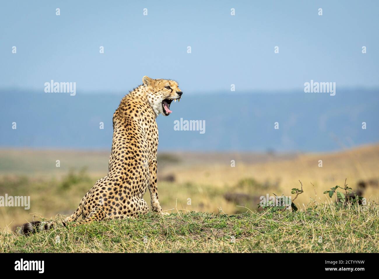 Horizontal portrait of a cheetah sitting on grass and yawning with blue sky in the background in Masai Mara in Kenya Stock Photo