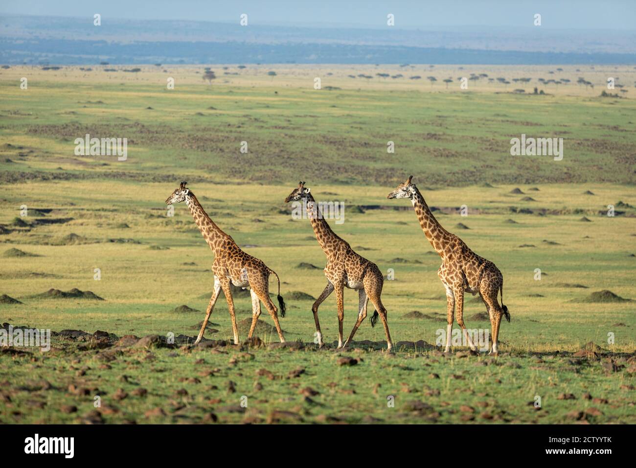 Three adult giraffes walking in line in golden sunlight in Masai Mara in Kenya Stock Photo