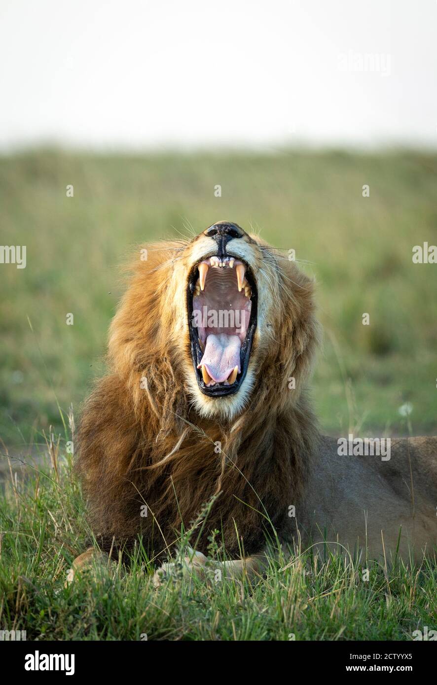 Vertical portrait of a lion yawning in green plains of Masai Mara in Kenya Stock Photo