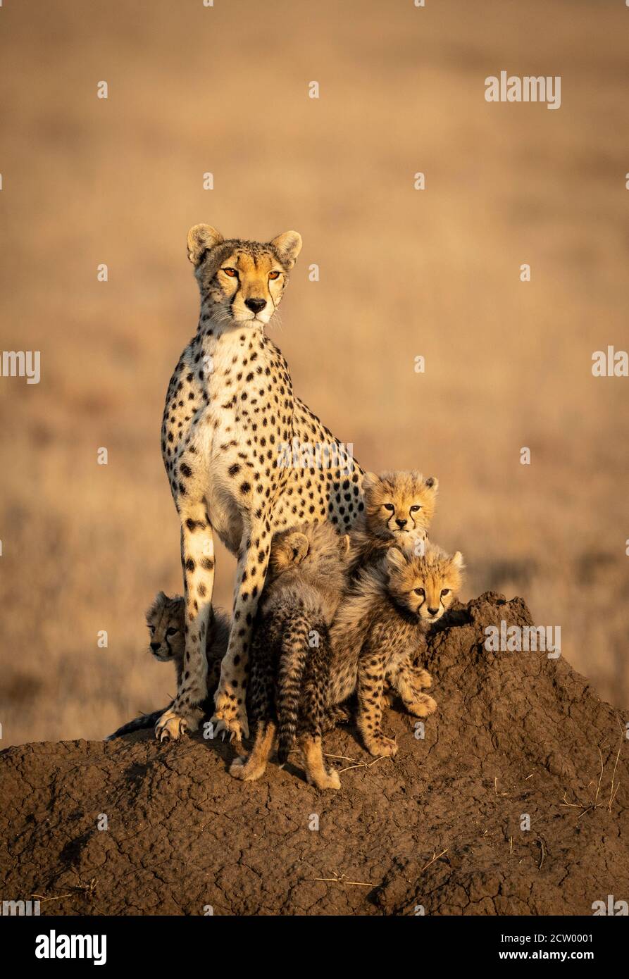 Vertical portrait of a female cheetah and her four small baby cheetahs sitting on a big termite mound in Serengeti in Tanzania Stock Photo