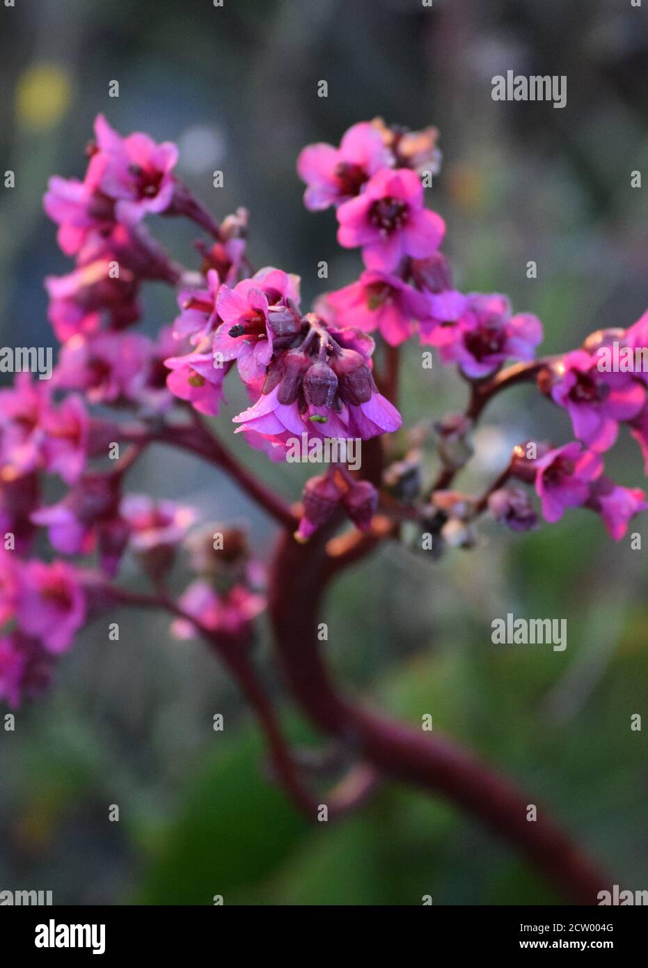 Detail of a Bergenia in full Bloom Stock Photo