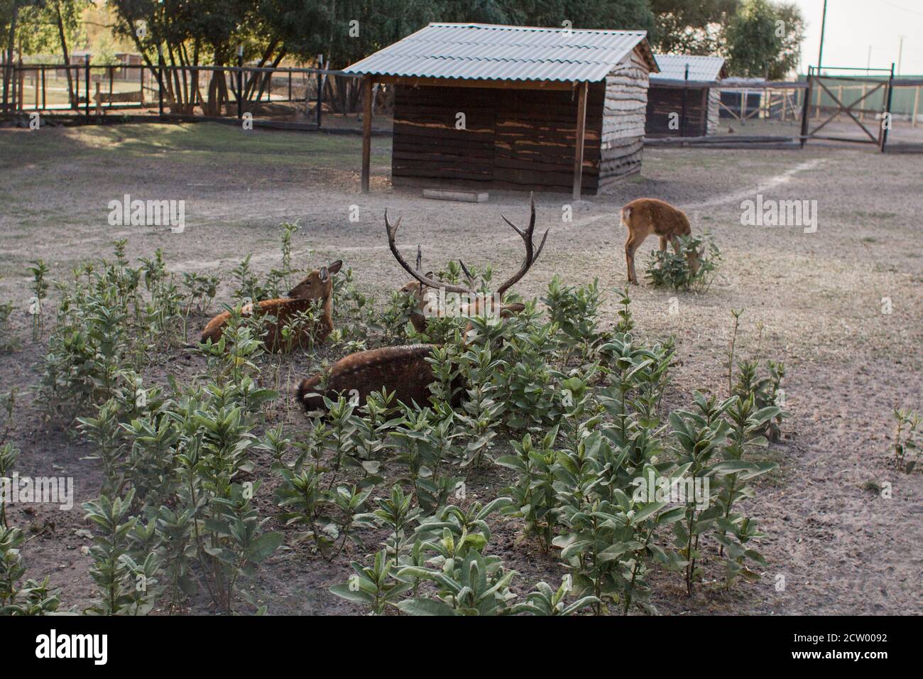 Zoo animals waking up hi-res stock photography and images - Alamy