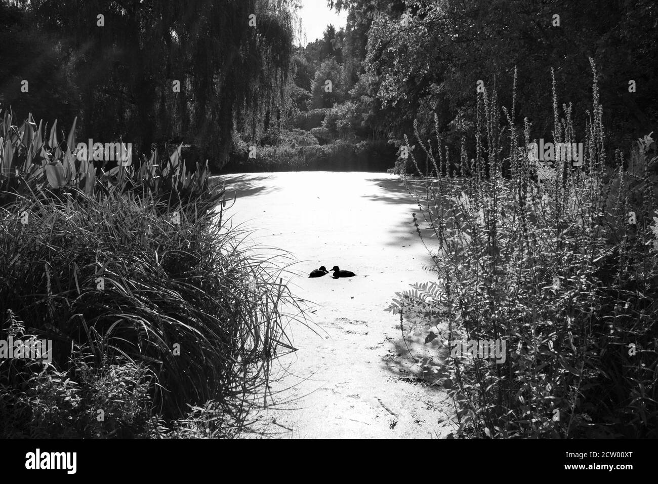 Black and white pond view Stock Photo