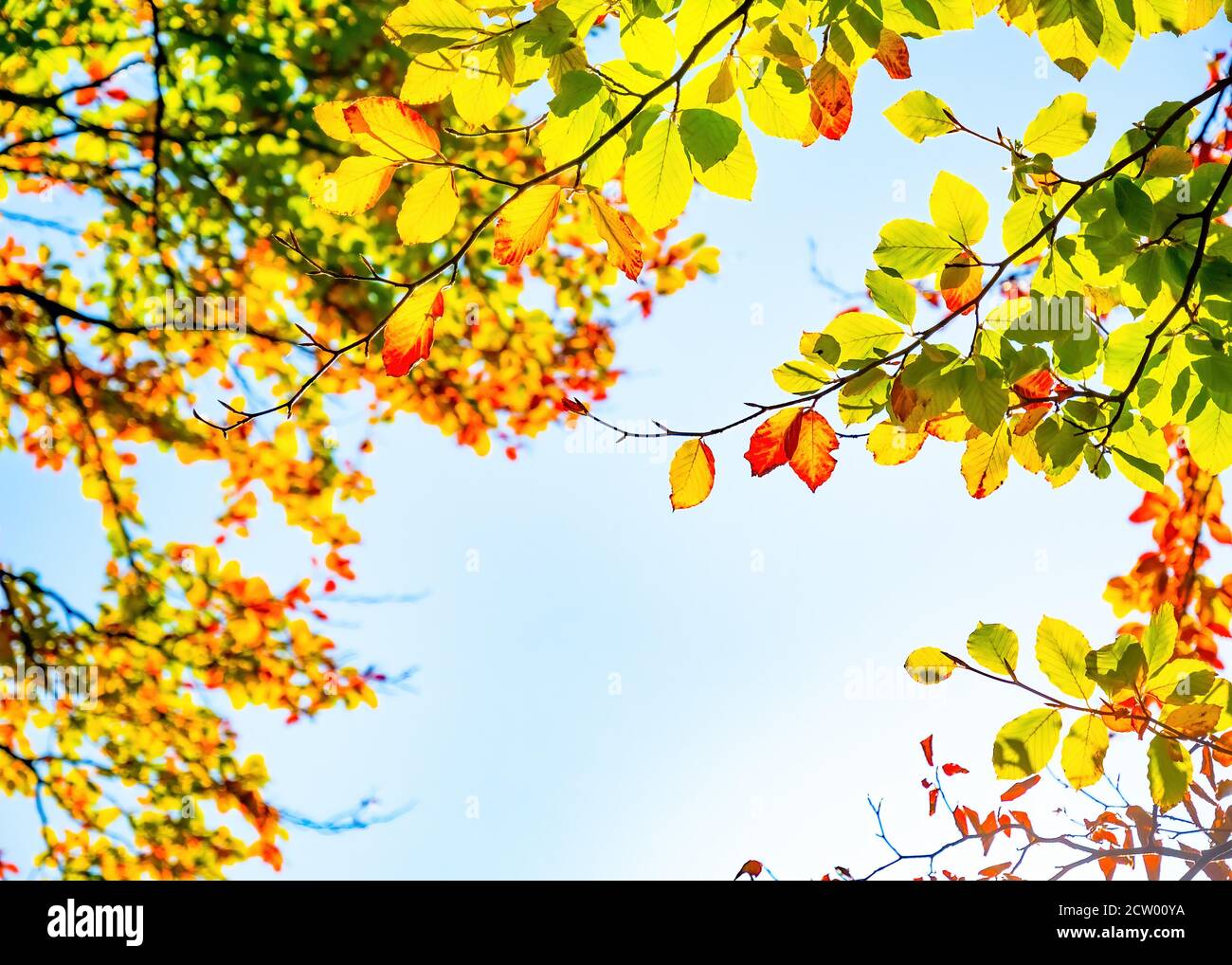 Autumn yellow leaves on blue sky background Stock Photo - Alamy