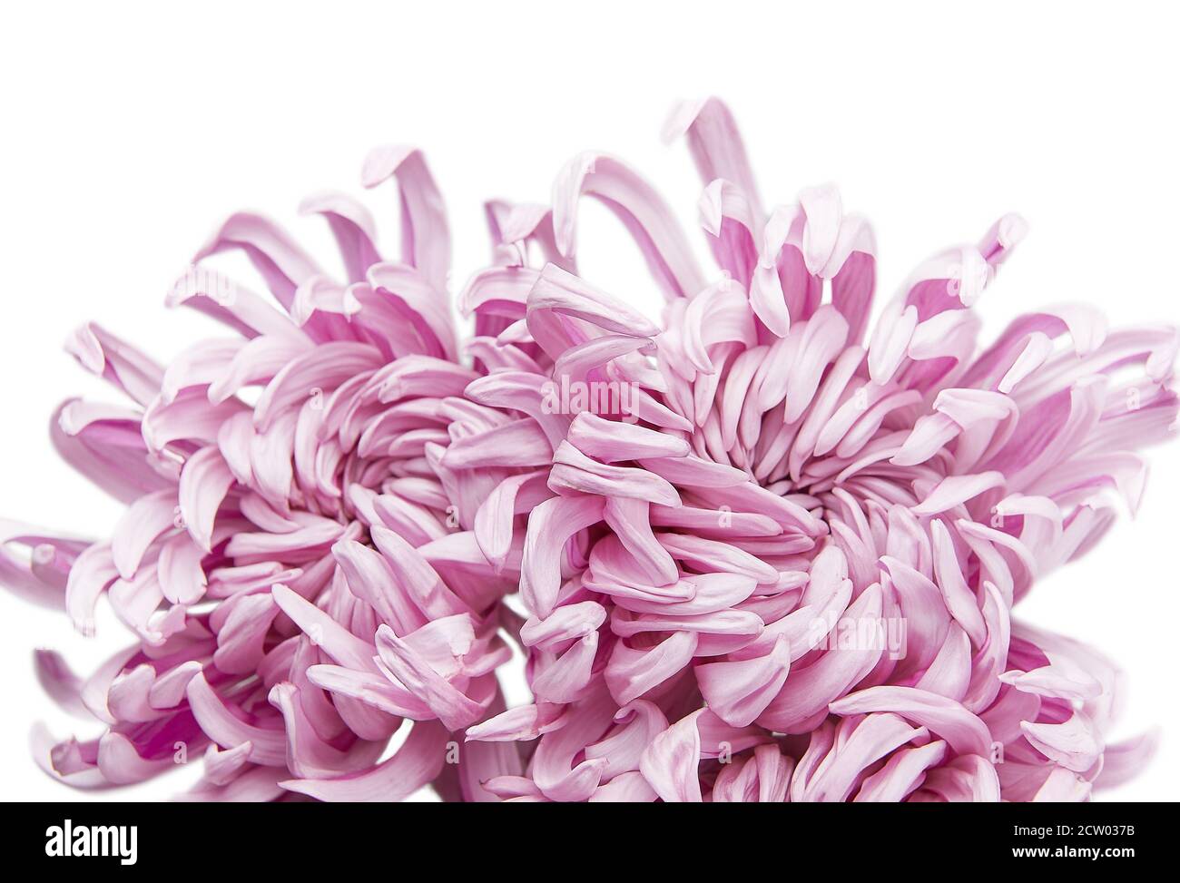 Flower Chrysanthemum grandiflorum 'Vienna pink' isolated on white background. Stock Photo