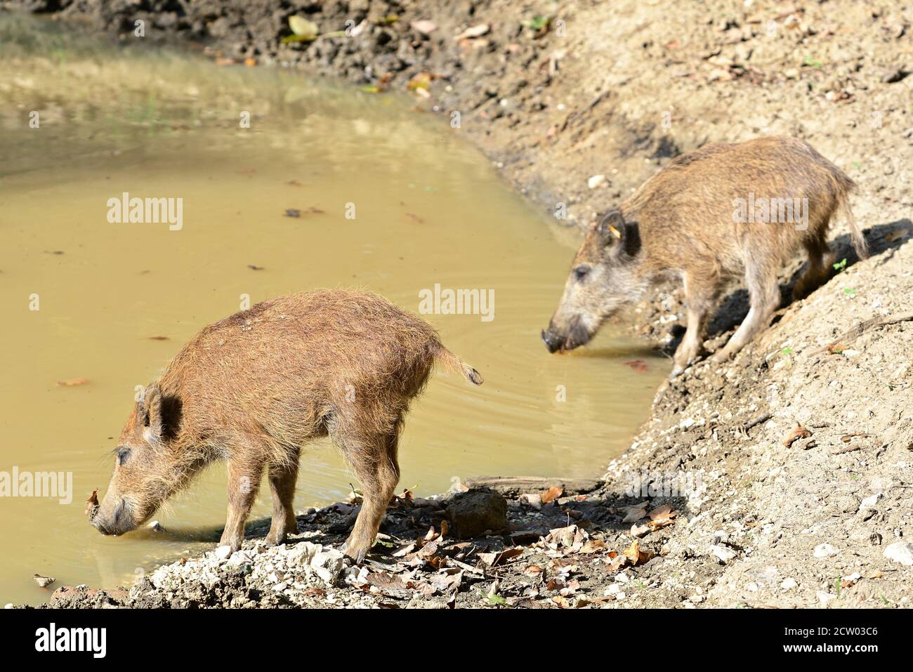 Ernstbrunn, Lower Austria, Austria. Young wild boars (Sus scrofa) in the enclosure Stock Photo