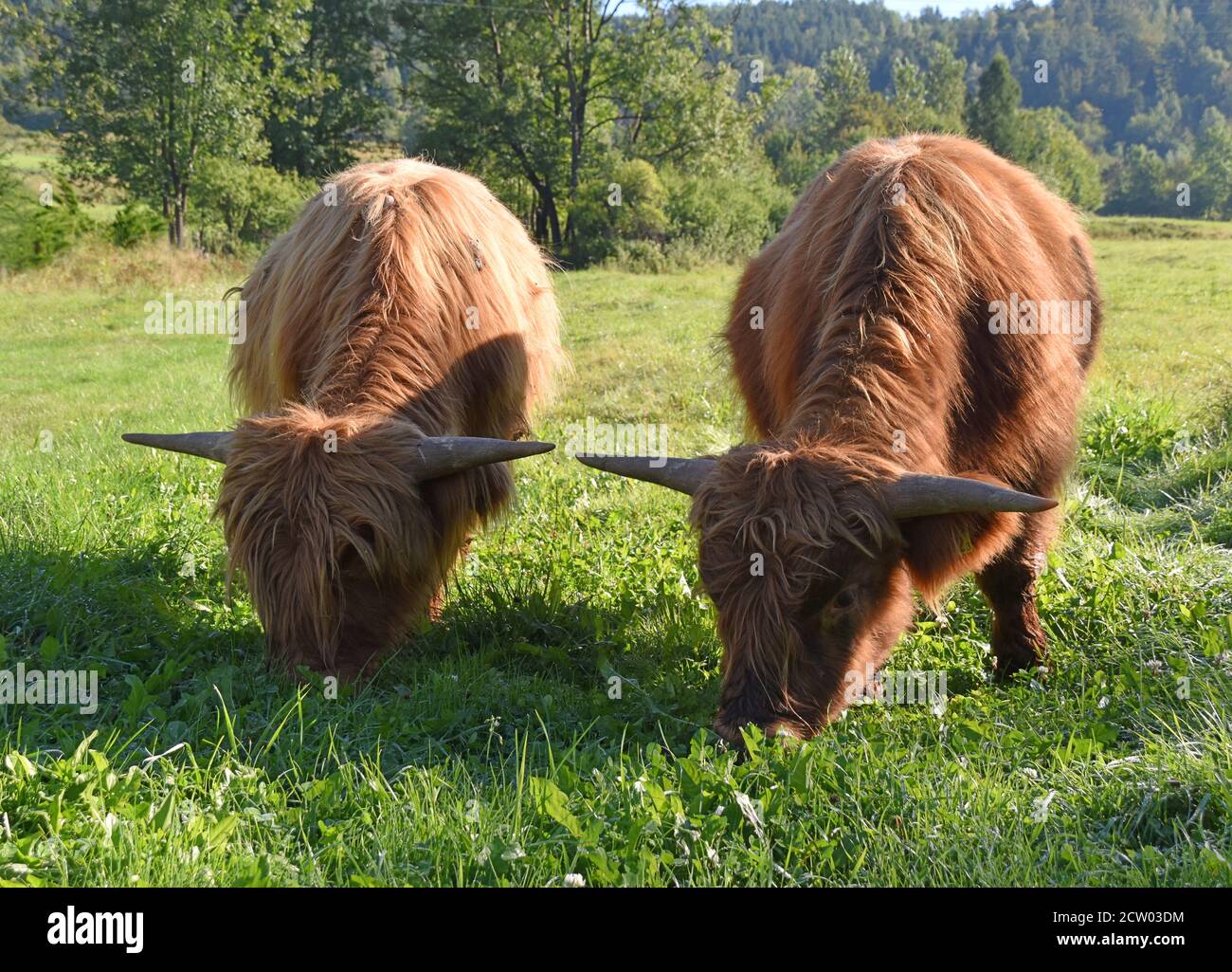 Highland cows grazing on a green meadow in rural Poland, showcasing the ...