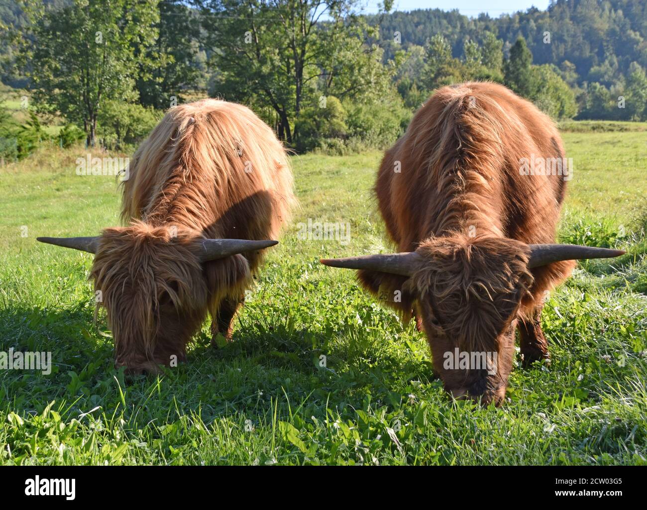 Highland cattle cow on the pasture meadow Stock Photo - Alamy