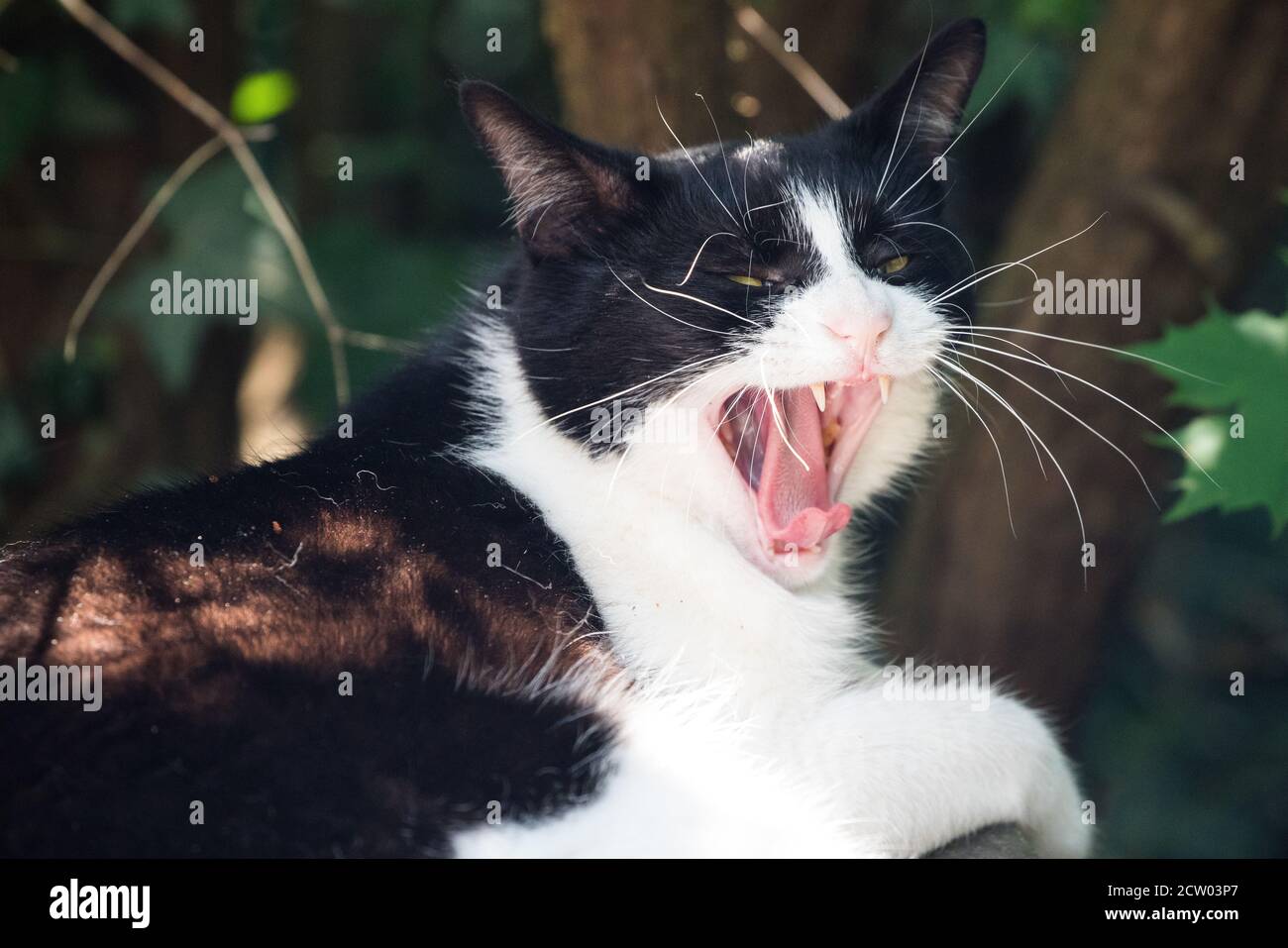 Cat showing teeath and tongue in Mainz Germany Stock Photo Alamy