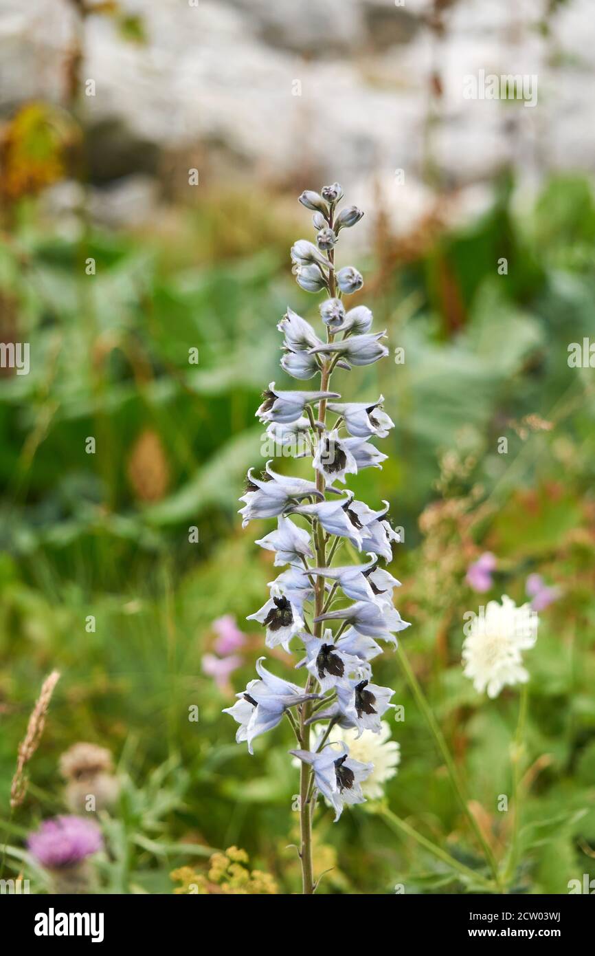 pale blue inflorescence of delphinium on a blurred natural background Stock Photo