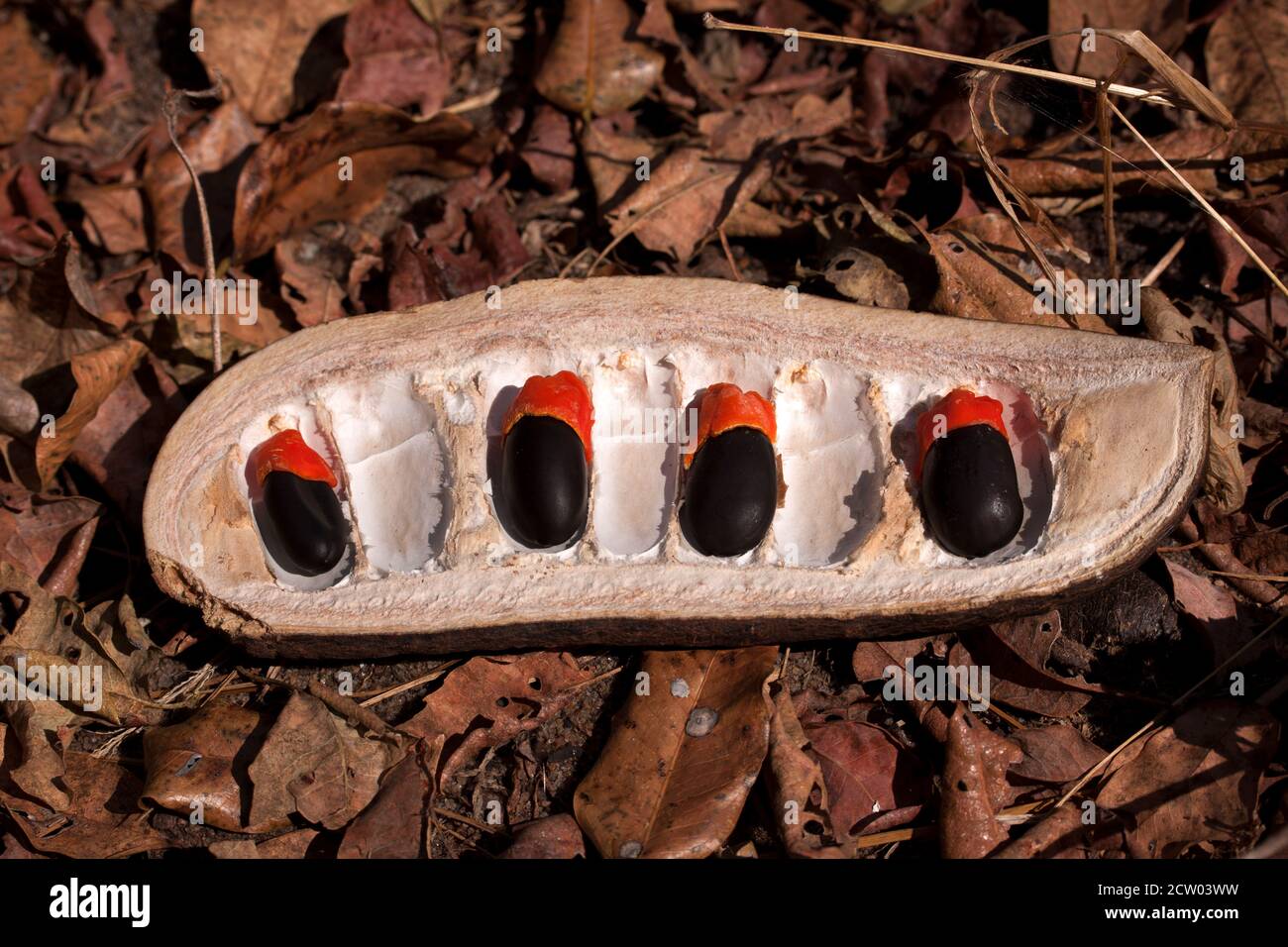 The seeds of the Pod Mahogany are often called 'lucky beans'. These