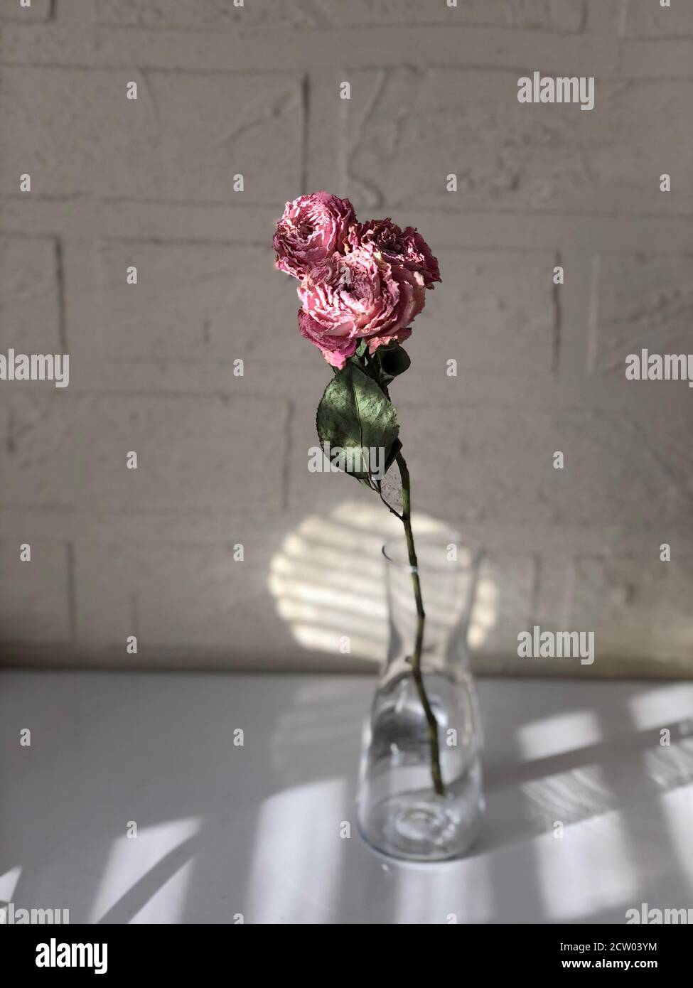 Low key rose hi-res stock photography and images - Alamy