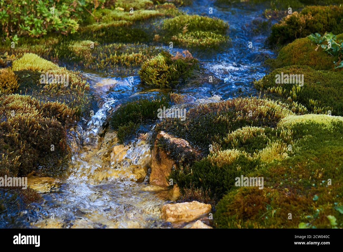 clean mountain stream flowing among lush mosses close-up Stock Photo