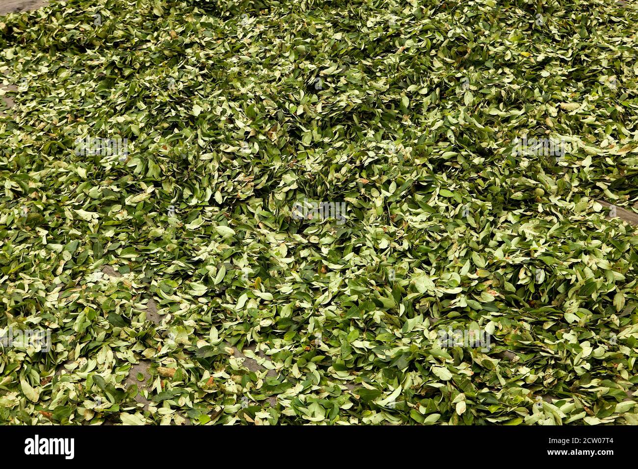 Coca, erythroxylum coca, Leafs producing Cocaine, Drying Leaves at Pilcopata Village inb Peru Stock Photo