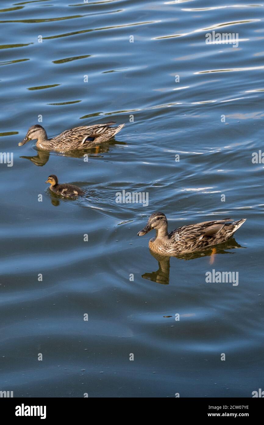 Female Mallard Ducks and a duckling on Trenance Boating lake in Trenance Gardens in Newquay in Cornwall Anas platyrhynchos. Stock Photo
