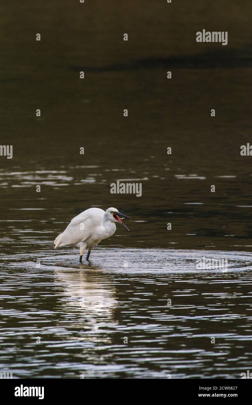 A Little Egret feeding in the Gannel River at low tide in Newquay in Cornwall. Stock Photo