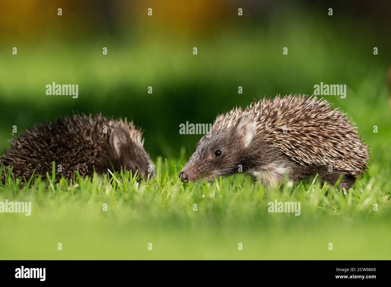 Young hedgehog.Junger Igel Stock Photo