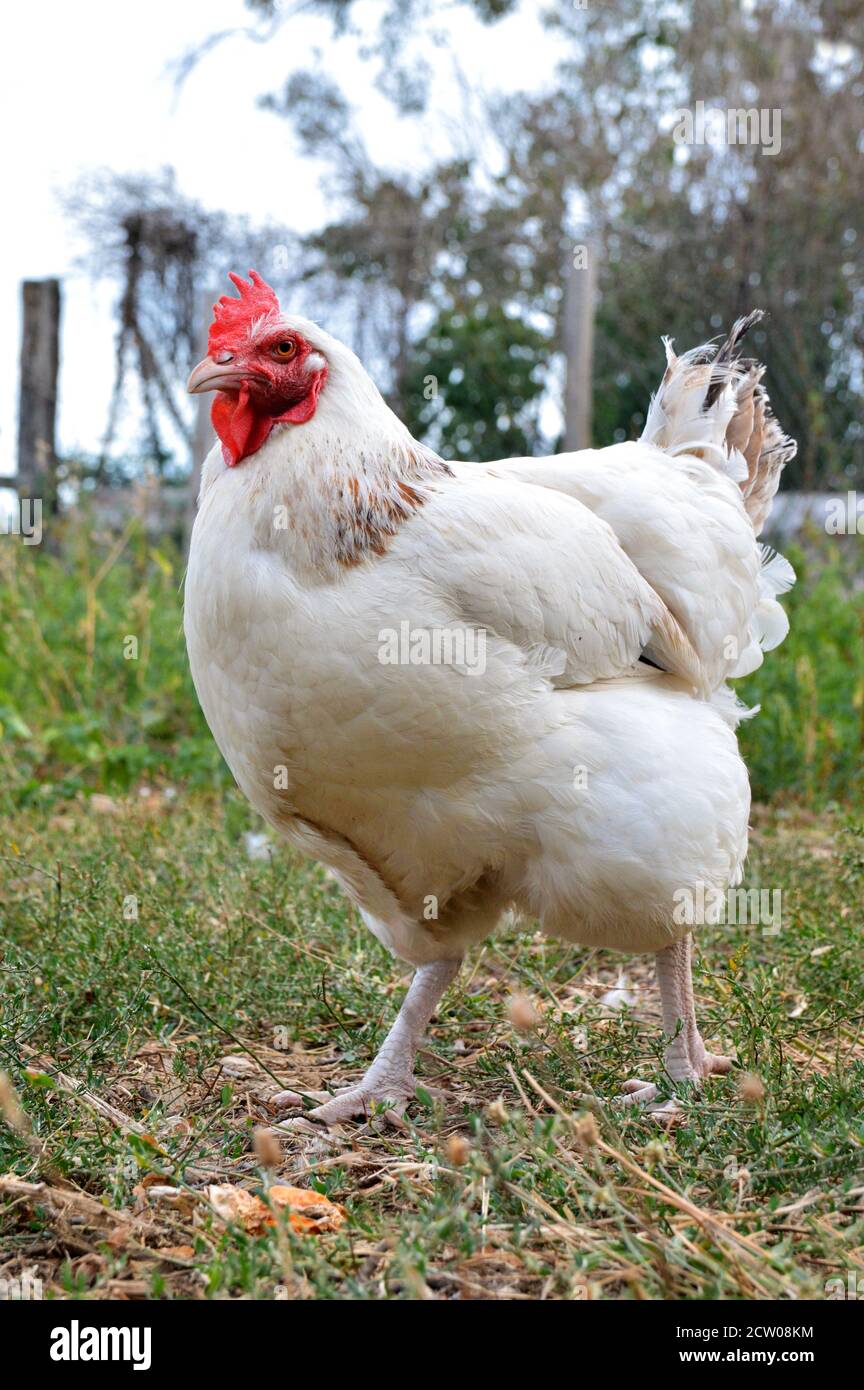 Beautiful white hen, in a hen house or chicken coop Stock Photo - Alamy