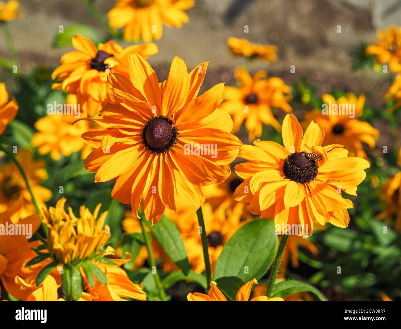 Bright yellow flowers of Rudbeckia hirta Goldilocks catching sunlight