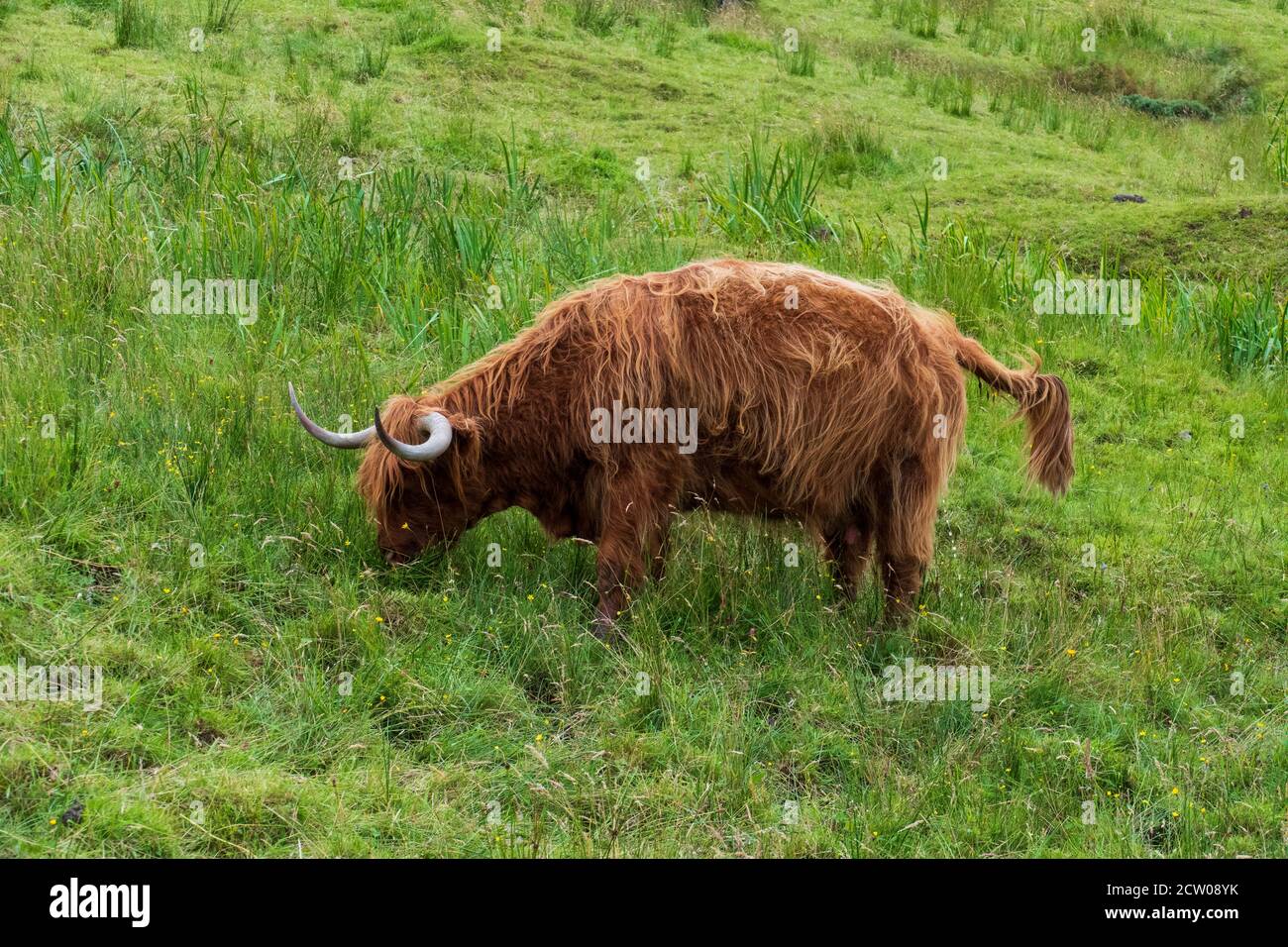 schottische Hochlandrinder - Highland cattles Stock Photo