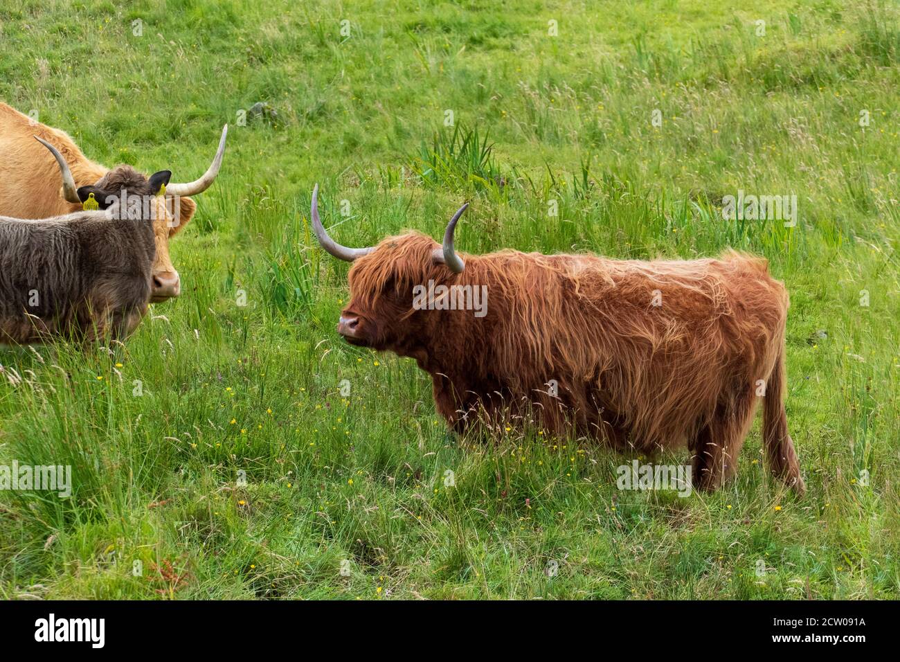 schottische Hochlandrinder - Highland cattles Stock Photo