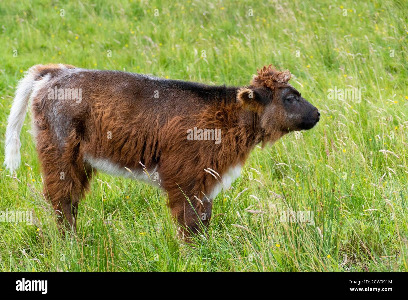 schottische Hochlandrinder - Highland cattles Stock Photo