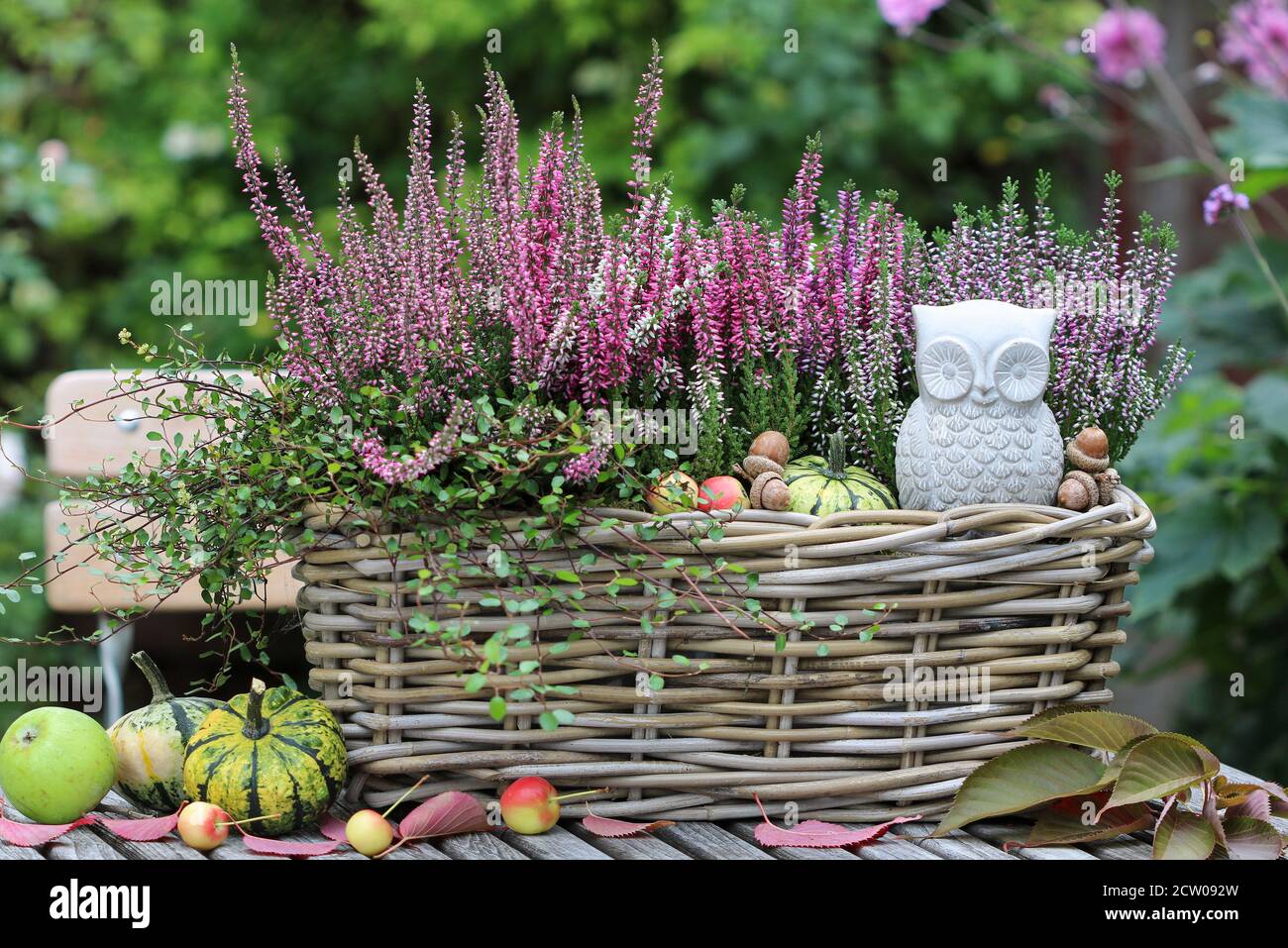 pink heather flowers in baket as autumn garden decoration Stock Photo