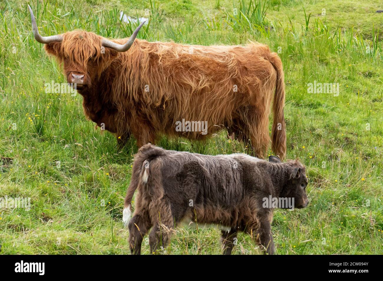 schottische Hochlandrinder - Highland cattles Stock Photo - Alamy