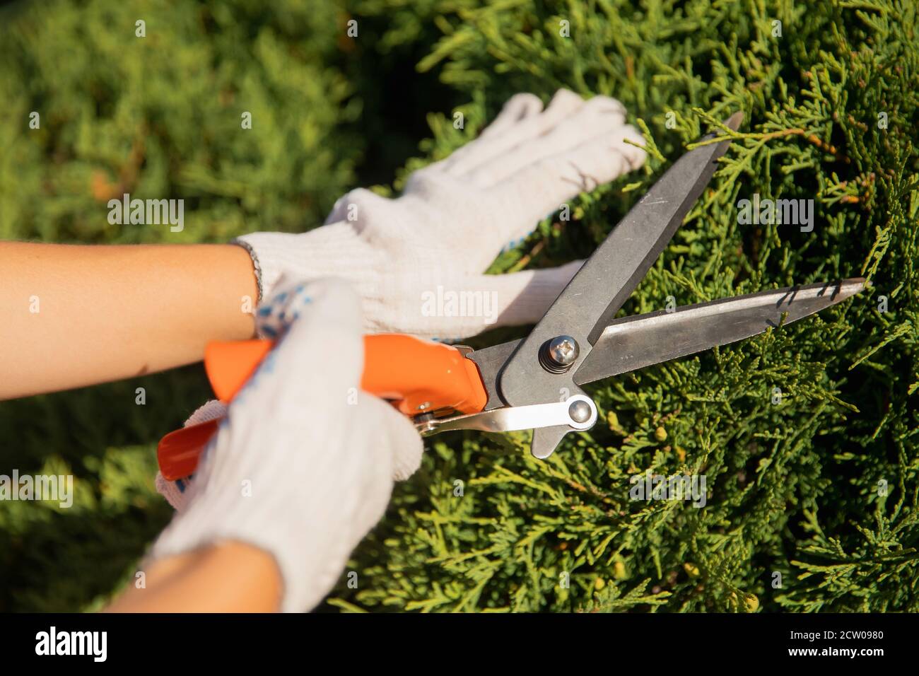 Woman trimming bushes hires stock photography and images Alamy