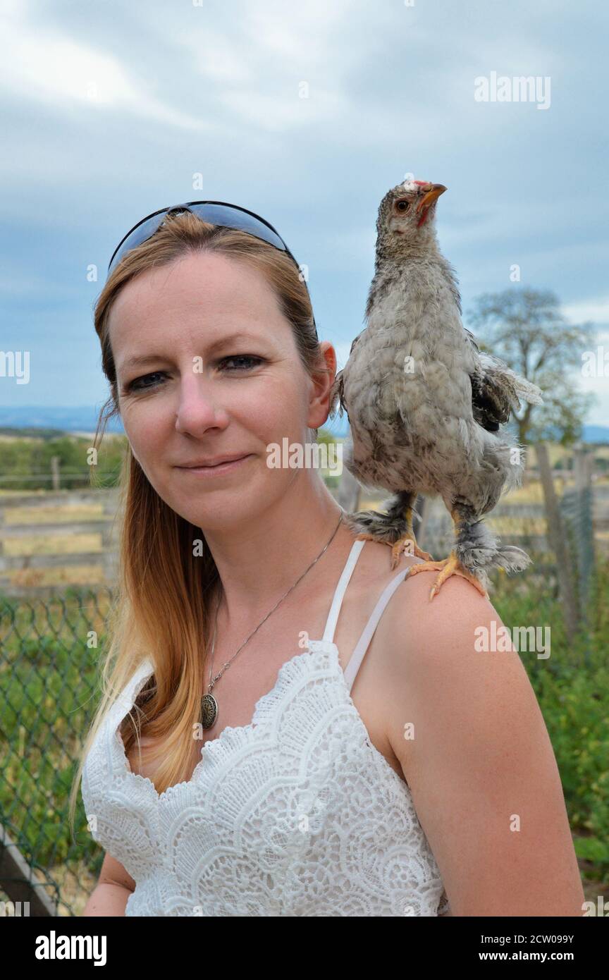 Beautiful cockerel or young rooster, with a young woman in a hen house