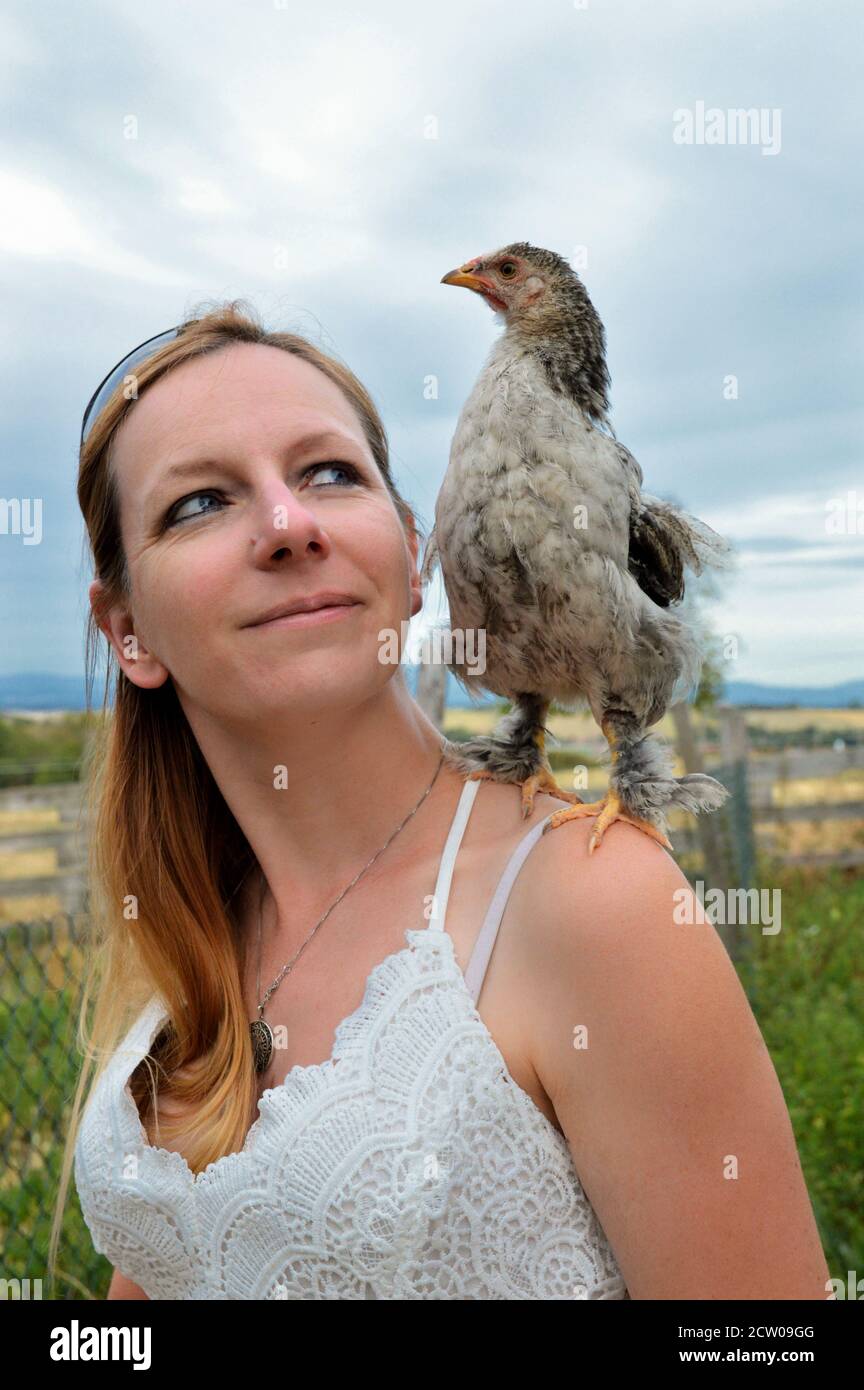 Beautiful cockerel or young rooster, with a young woman in a hen house