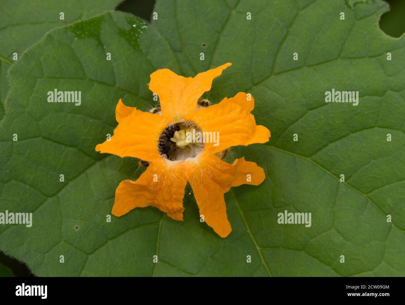The flowers of the Fish-tail Creeper vary from a yellow-orange to a bright orange. A member of the cucumber family they grow in wetter areas Stock Photo