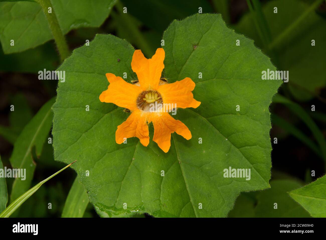 The flowers of the Fish-tail Creeper vary from a yellow-orange to a bright orange. A member of the cucumber family they grow in wetter areas Stock Photo