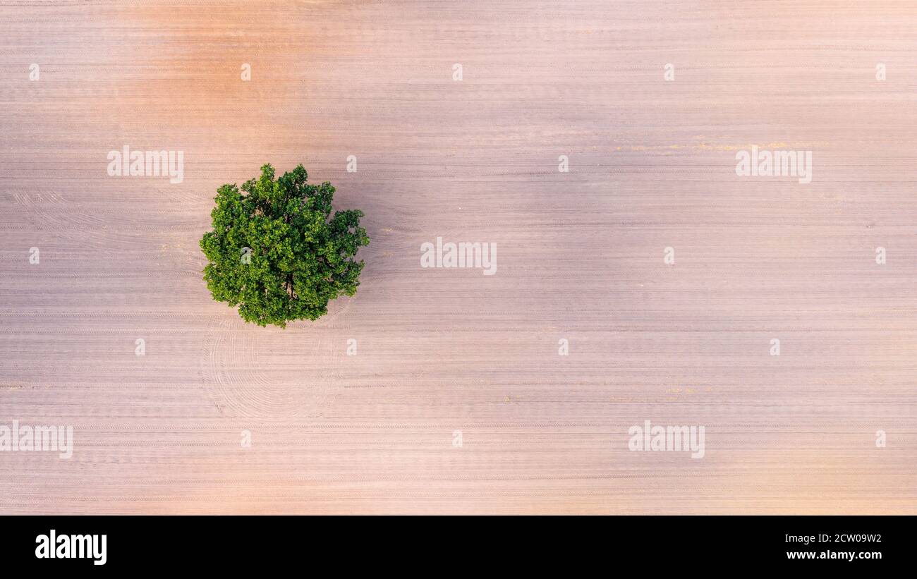 top down aerial view on a lone tree in the middle of a cultivated field ...