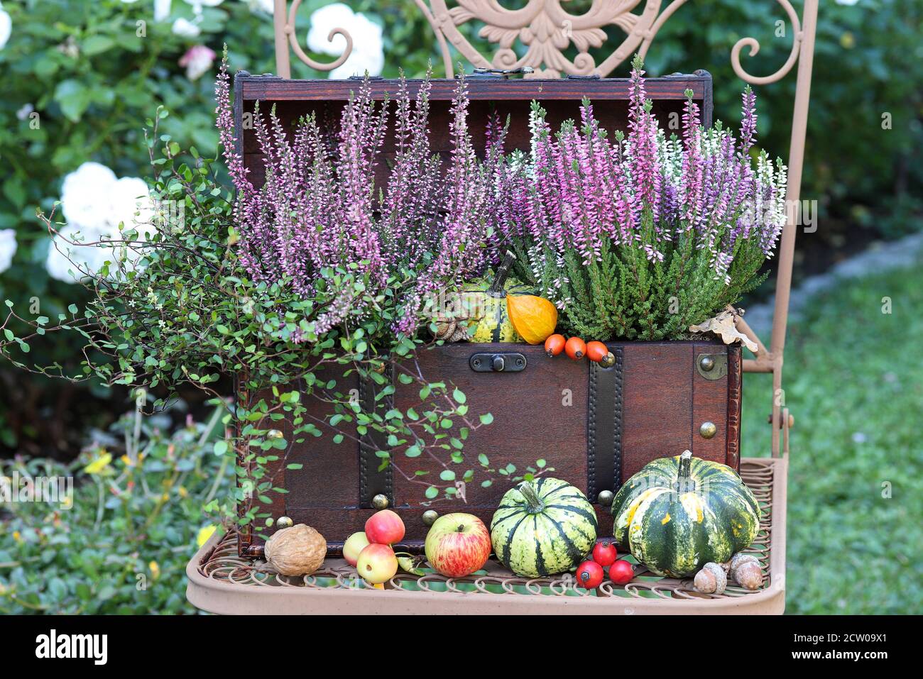purple heather flowers in vintage case as autumn garden decoration Stock Photo