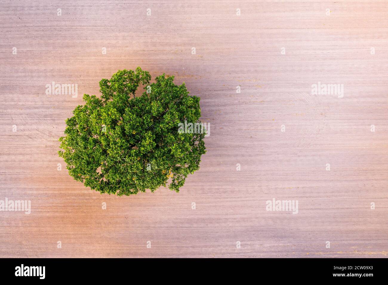 top down aerial view on a lone tree in the middle of a cultivated field ...