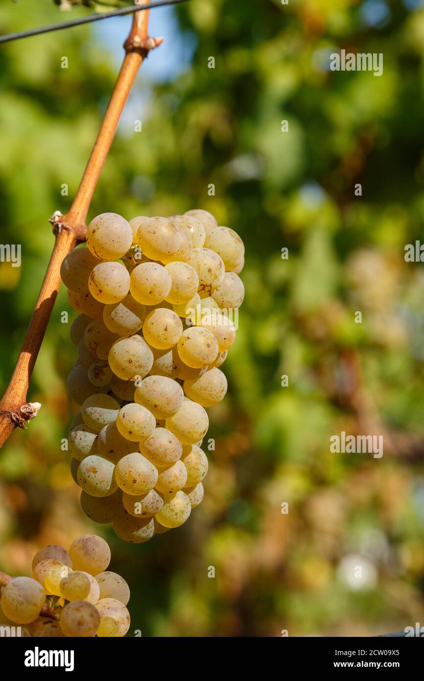Weiße Weintrauben kurz vor der Ernte in der Pfalz, 2020 Stock Photo