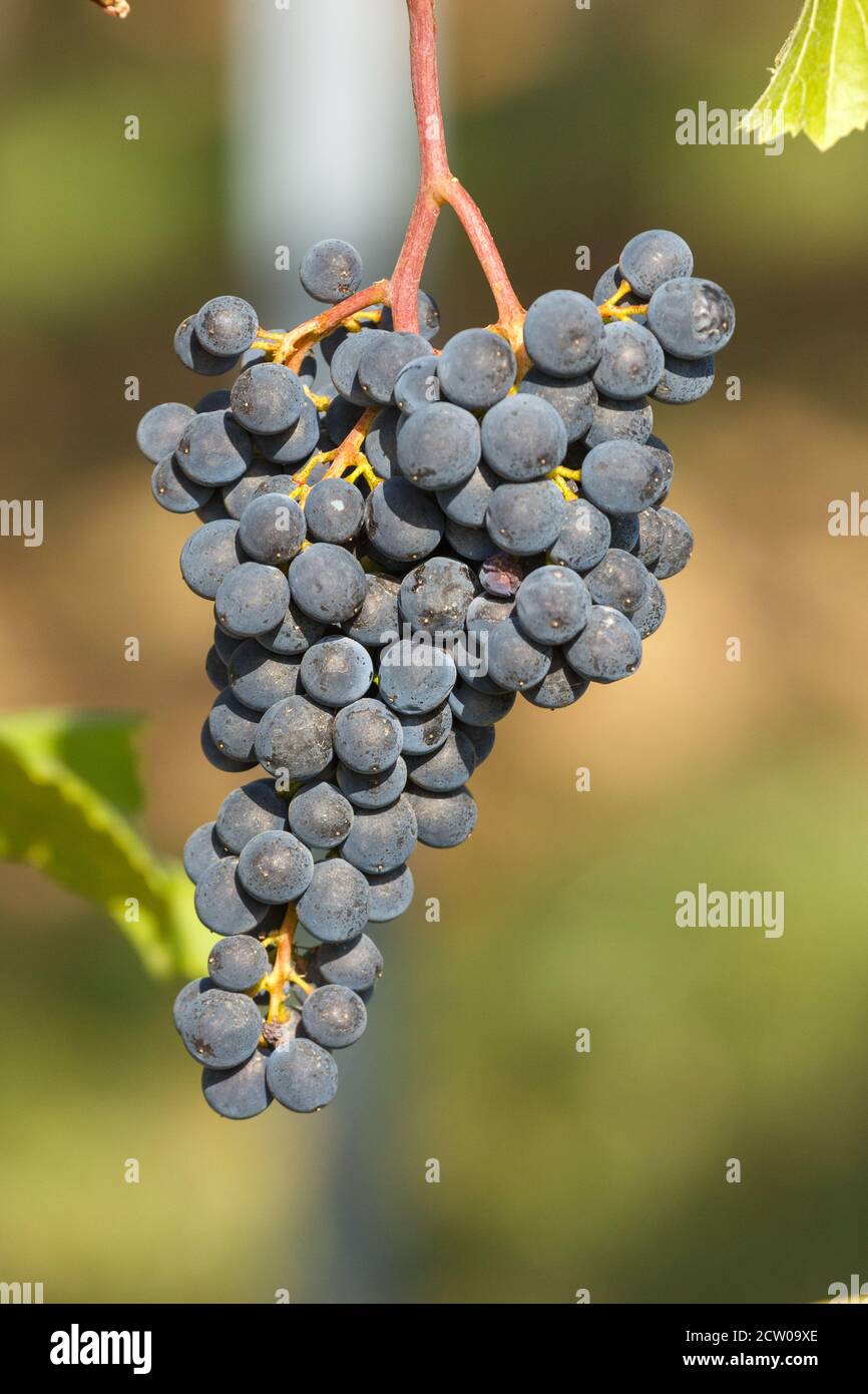 Rote Weintrauben kurz vor der Ernte in der Pfalz, 2020 Stock Photo